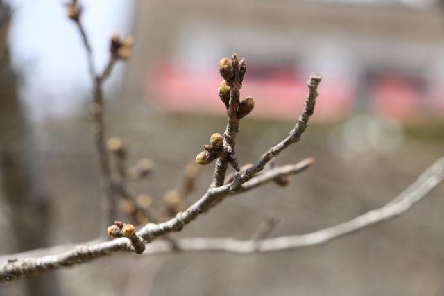 3月18日の桜の開花状況(城山)