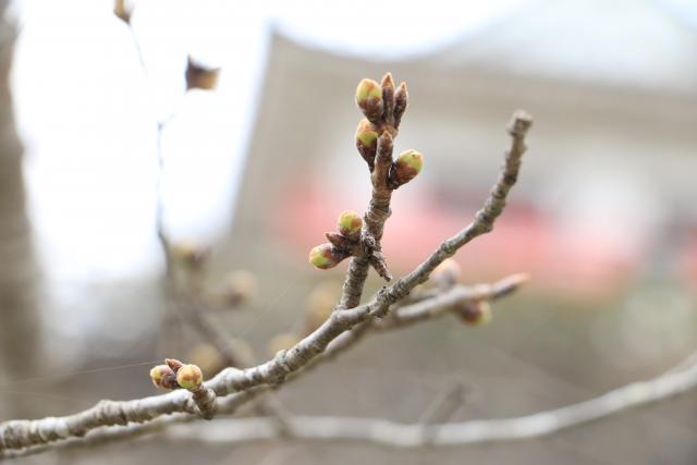 3月20日の桜の開花状況(城山)