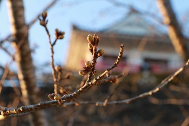 平成28年3月26日桜の開花状況(城山)