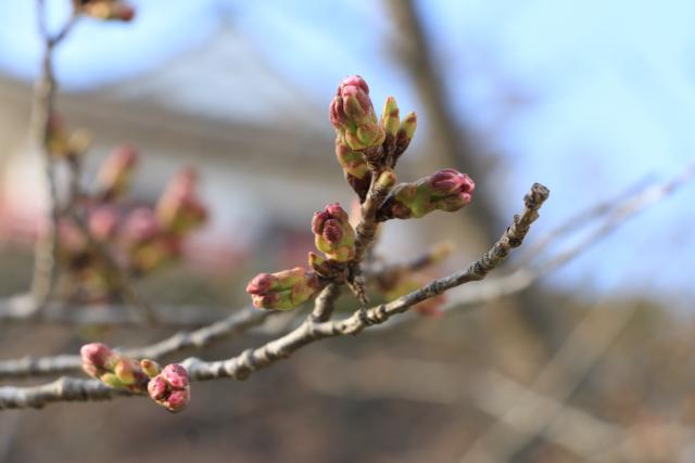 平成28年度桜の開花状況(城山)