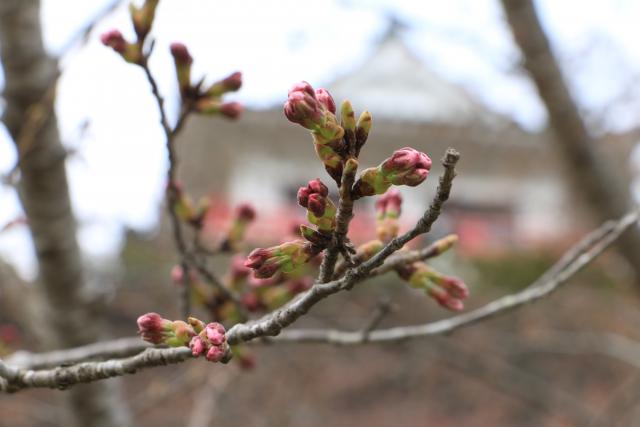 平成28年4月3日桜の開花状況(城山)