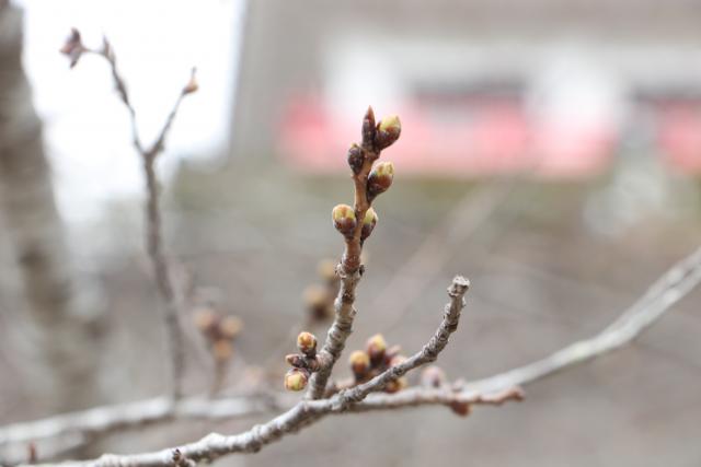 3月26日の城山の桜の開花状況