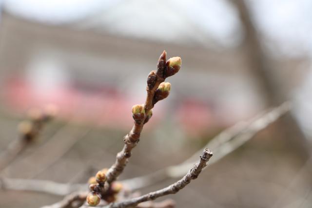 3月28日の城山の桜の開花状況