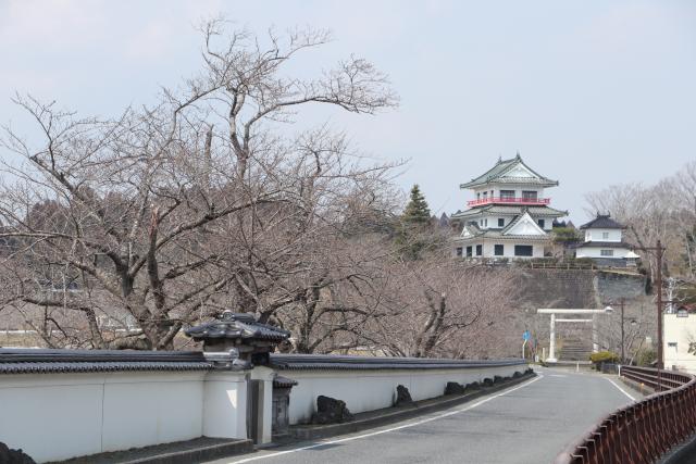 平成29年3月29日の大橋からの開花状況