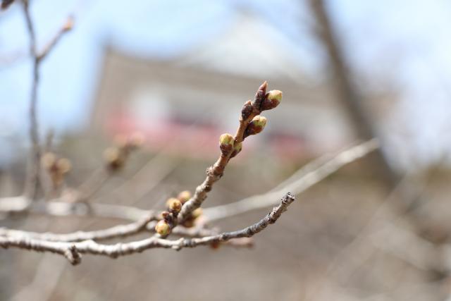 平成29年3月29日の城山の開花状況