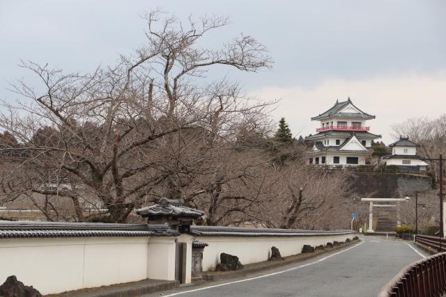 平成29年3月31日の大橋からの桜の開花状況