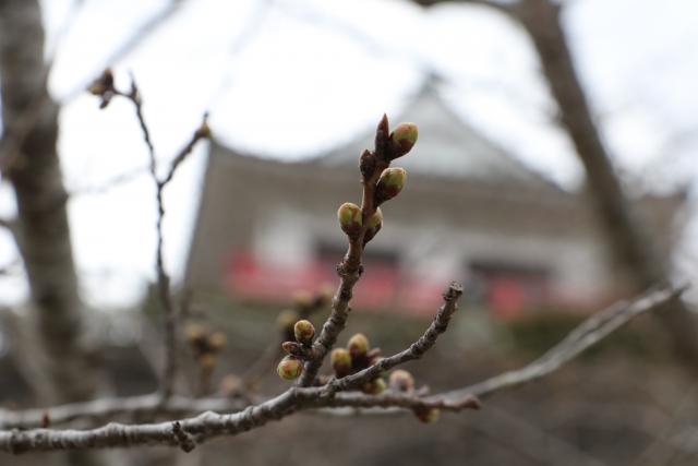 平成29年3月31日の城山の桜の開花状況