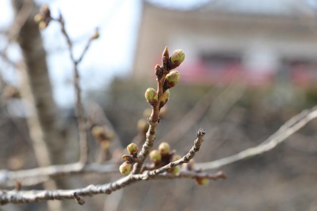平成29年4月3日の城山の桜の開花状況