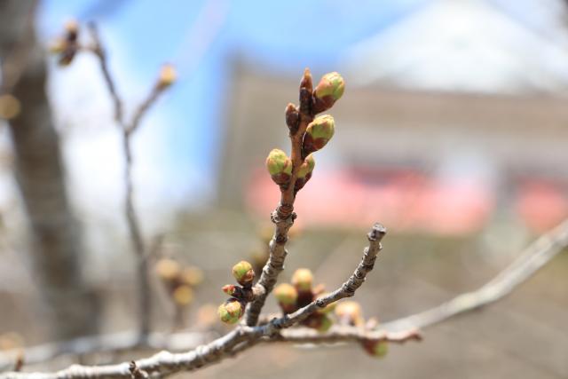 平成29年4月4日の城山の桜の開花状況