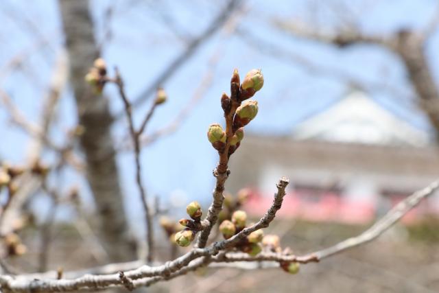 平成29年4月5日の城山の桜の開花状況