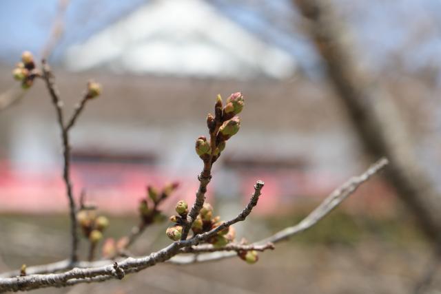 平成29年4月6日の城山の桜の開花状況