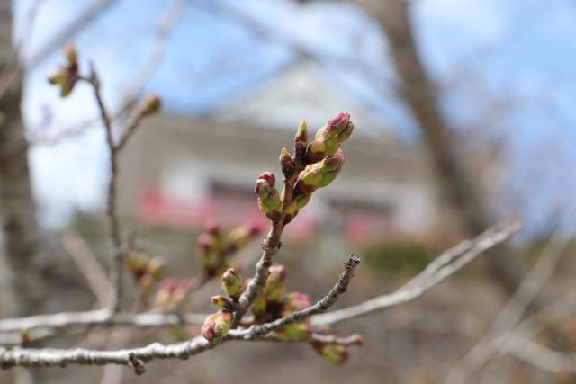 平成29年4月7日の城山の桜の開花状況