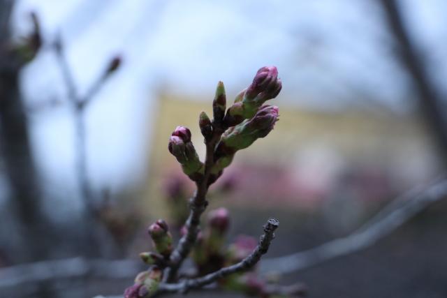 平成29年4月8日の城山の桜の開花状況