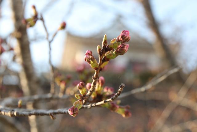 平成29年4月9日の城山の桜の開花状況
