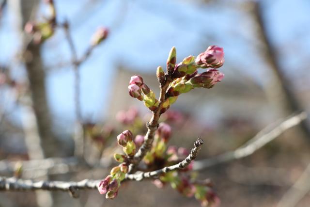 平成29年4月10日の城山の桜の開花状況