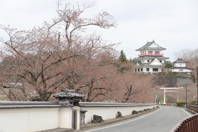 平成29年4月11日の大橋からの桜の開花状況