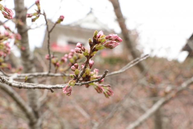 平成29年4月11日の城山の桜の開花状況