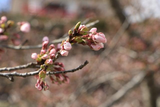 平成29年4月12日城山公園の桜の開花状況