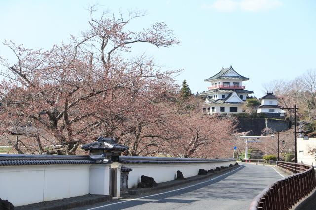 平成29年4月13日大橋からの桜の開花状況