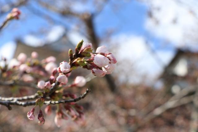 平成29年4月13日城山の桜の開花状況