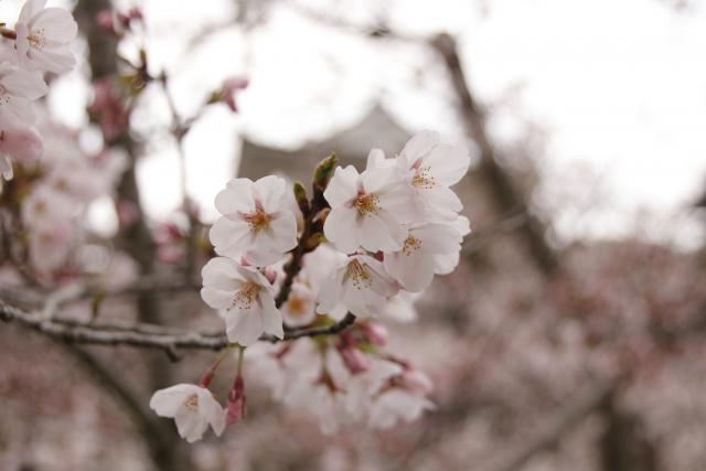 平成29年4月15日の城山の桜の開花状況