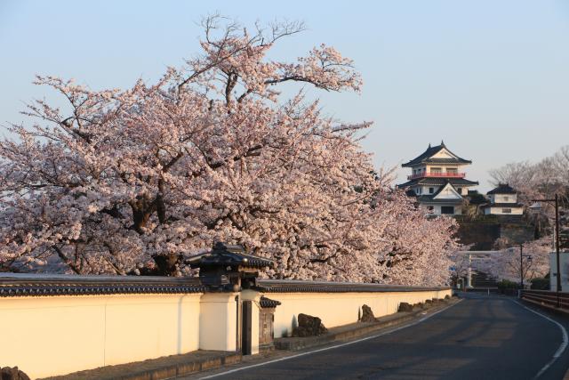 平成29年4月17日大橋からの桜の開花状況