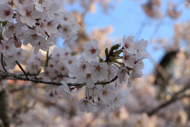 平成29年4月17日城山の桜の開花状況