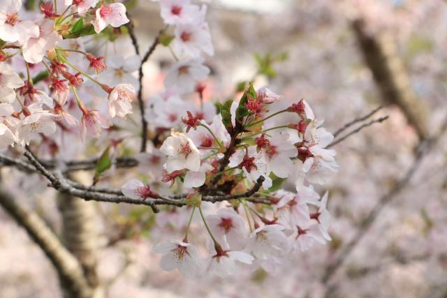 平成29年4月19日城山の桜の開花状況
