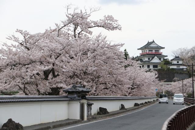 平成29年4月20日の大橋からの桜の開花状況