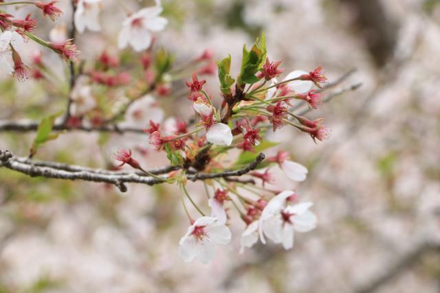 平成29年4月20日の城山の桜の開花状況