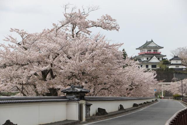 平成29年4月21日の大橋からの桜の開花状況