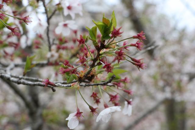 平成29年4月21日の城山の桜の開花状況