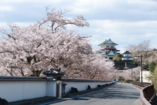 平成29年4月22日大橋からの桜の開花状況