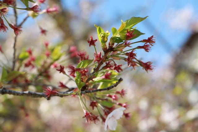 平成29年4月22日城山の桜の開花状況