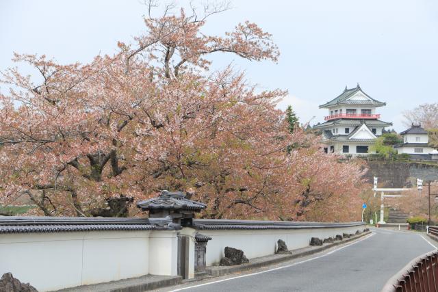 平成29年4月26日の大橋からの桜の開花状況