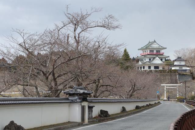 3月23日の大橋付近の桜の開花状況