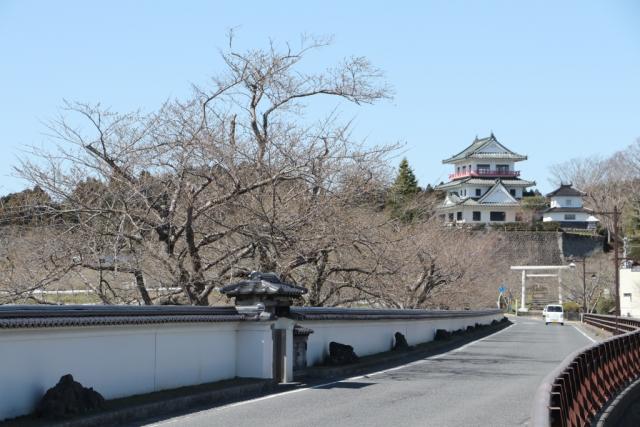 平成30年の大橋の桜の開花状況
