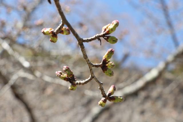平成30年の城山の桜の開花状況