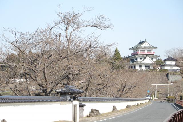 平成30年3月31日の大橋の桜の開花状況
