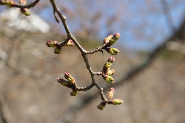 平成30年3月31日の城山の桜の開花状況