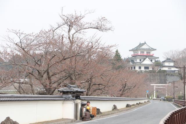 平成30年4月3日の大橋からの桜の開花状況