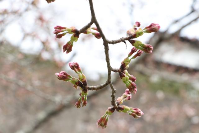 平成30年4月3日の城山の桜の開花状況