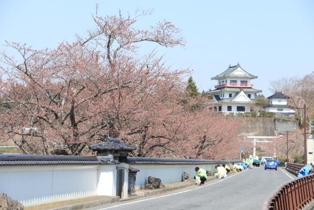 平成30年4月5日の大橋からの桜の開花状況
