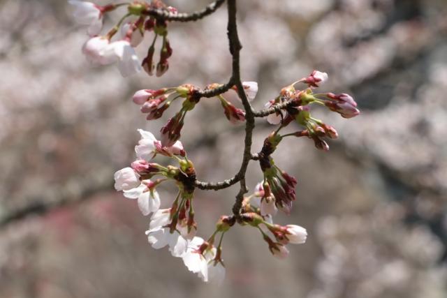 平成30年4月5日の城山の桜の開花状況