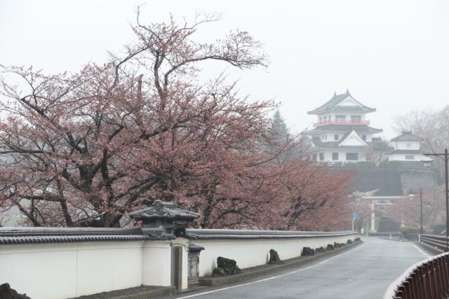 平成30年4月6日の大橋からの桜の開花状況