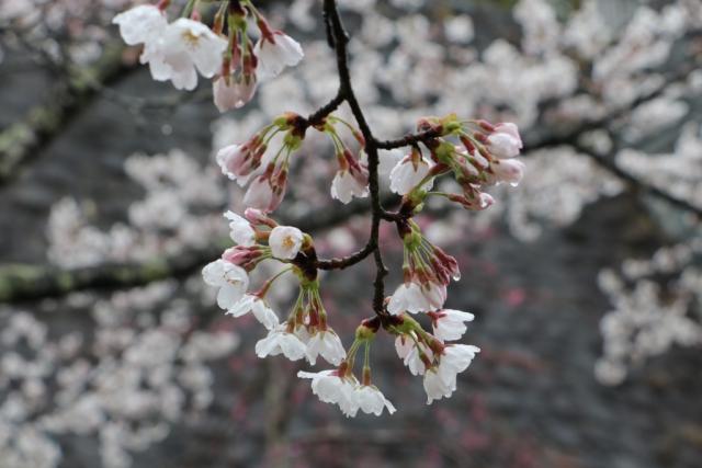 平成30年4月6日の城山公園の桜の開花状況
