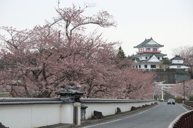 平成30年4月9日の大橋からの桜の開花状況