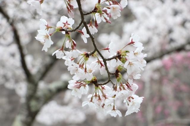 平成30年4月9日の城山公園の桜の開花状況