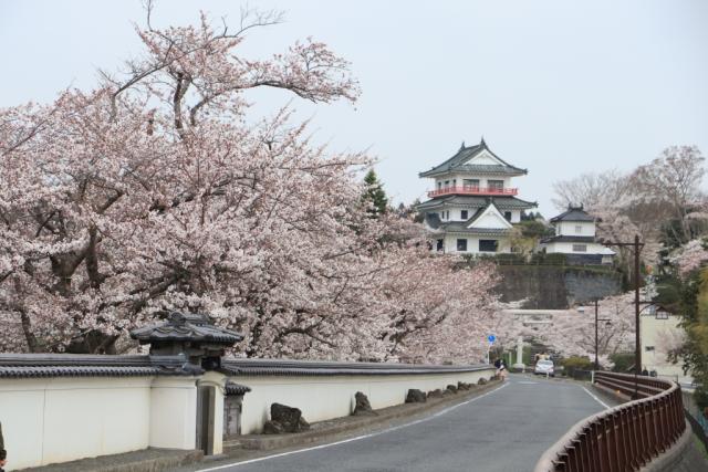 平成30年4月11日の大橋からの桜の開花状況