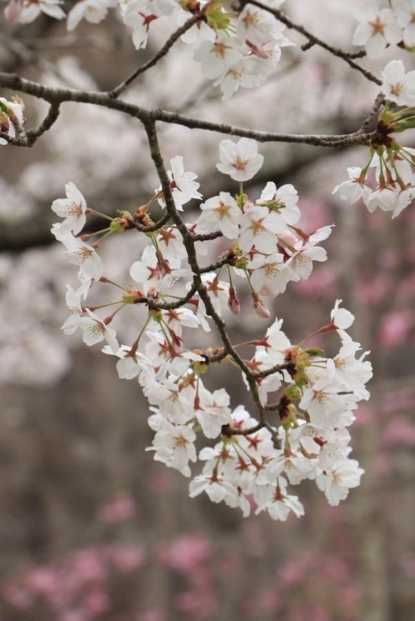 平成30年4月11日の城山公園の桜の開花状況